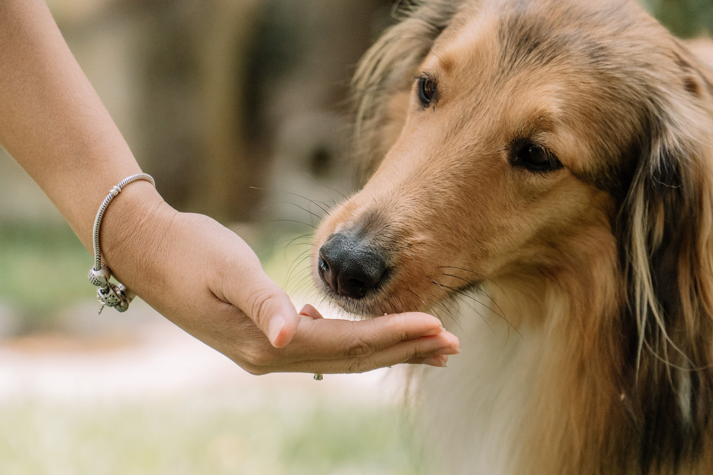 RETO: Paseos sin reactividad